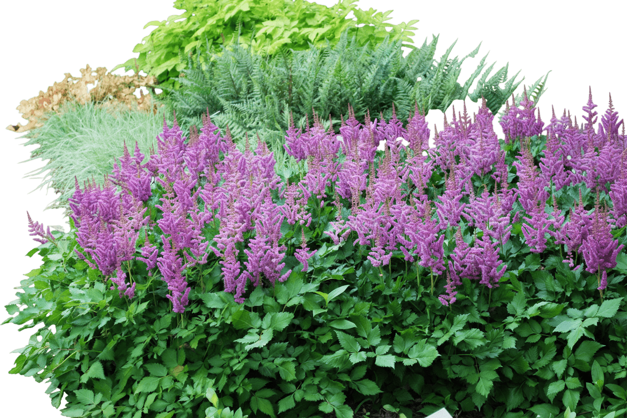 False Spirea (Astilbe Chinensis 'Visions') - Perennials