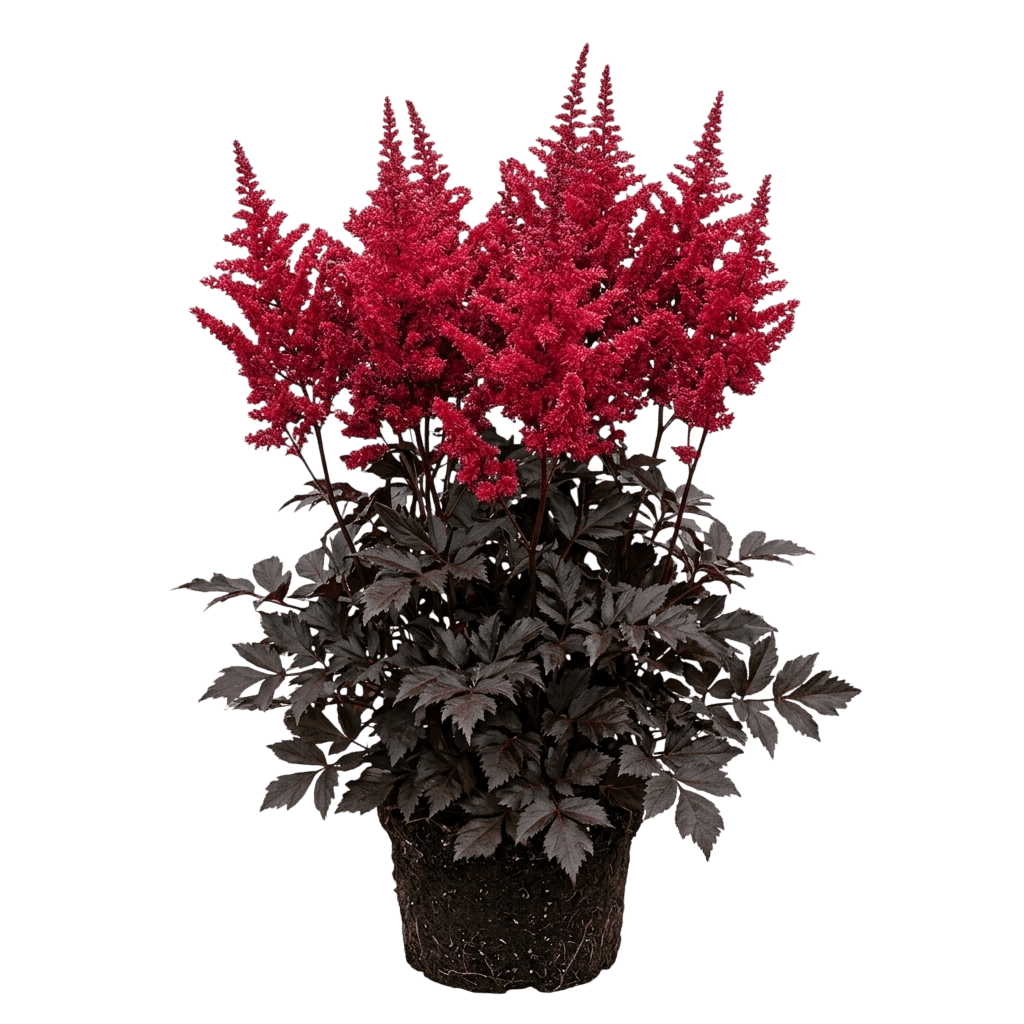 Dark Side Of The Moon Astilbe (Astilbe 'Dark Side Of The Moon') - Perennials