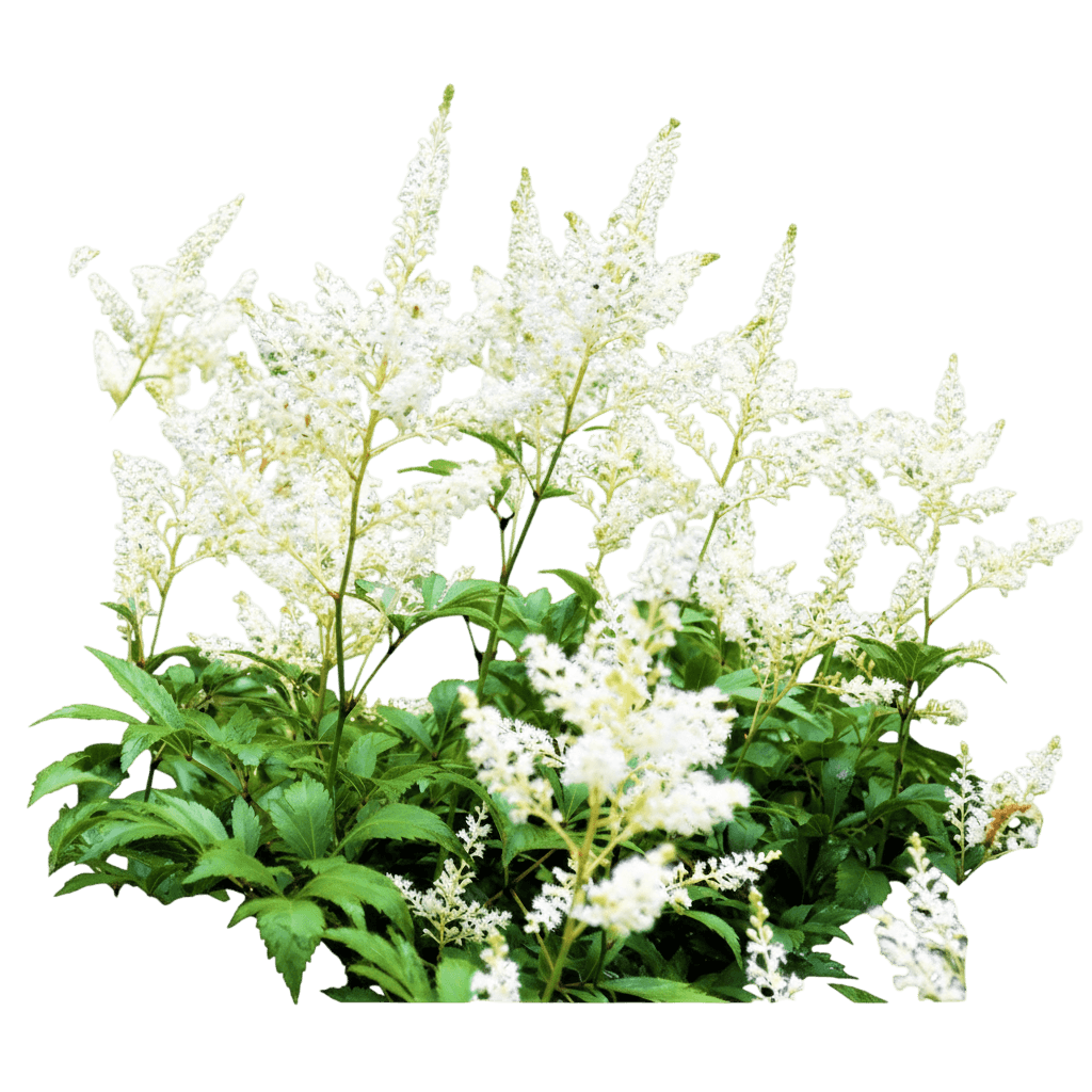 False Spirea, White (Astilbe 'White') - Perennials