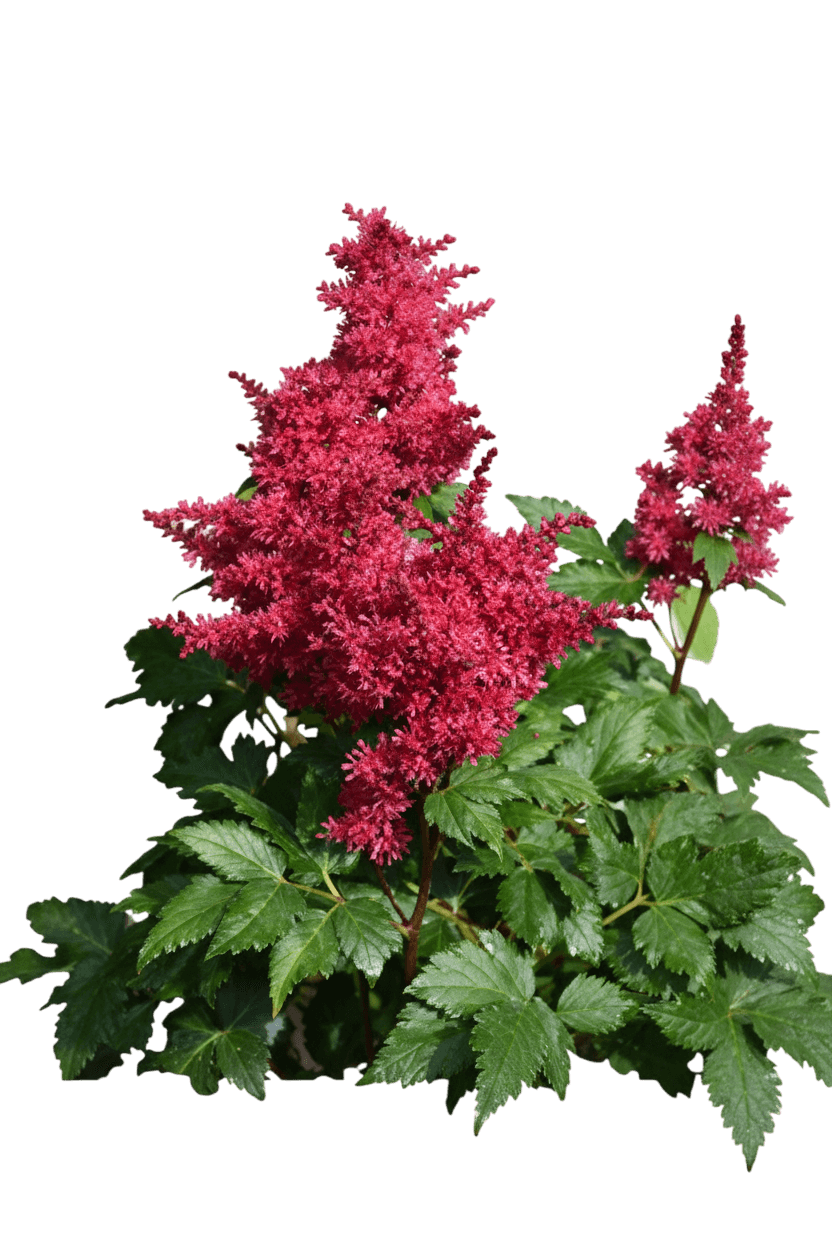 False Spirea (Astilbe Music™ Heavy Metal®) - Perennials