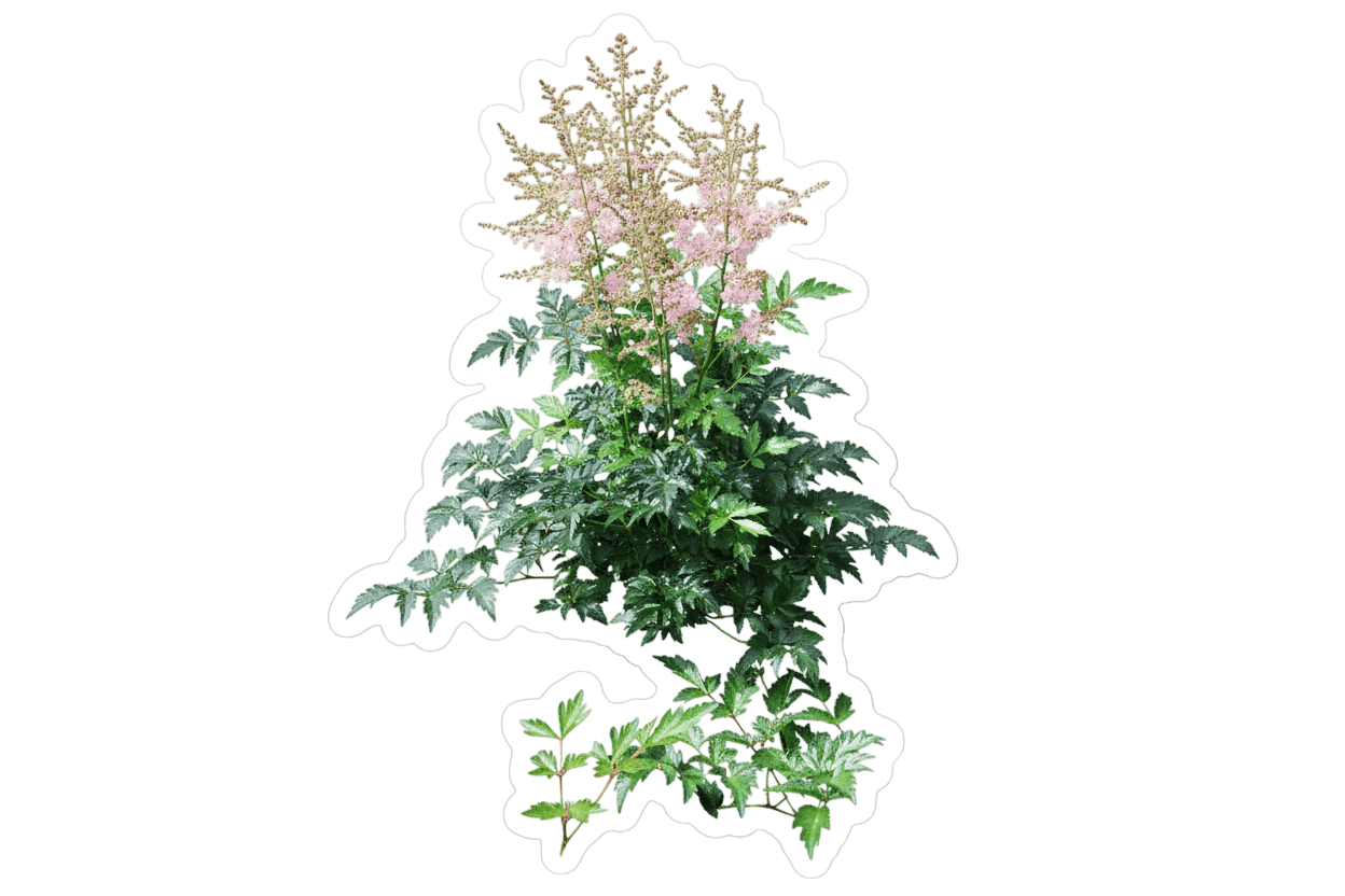 False Spirea (Astilbe Simplicifolia 'Hennie Graafland') - Perennials