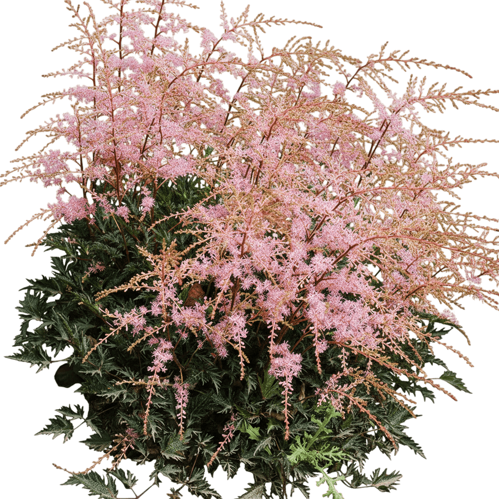 False Spirea (Astilbe Simplicifolia 'Sprite') - Perennials