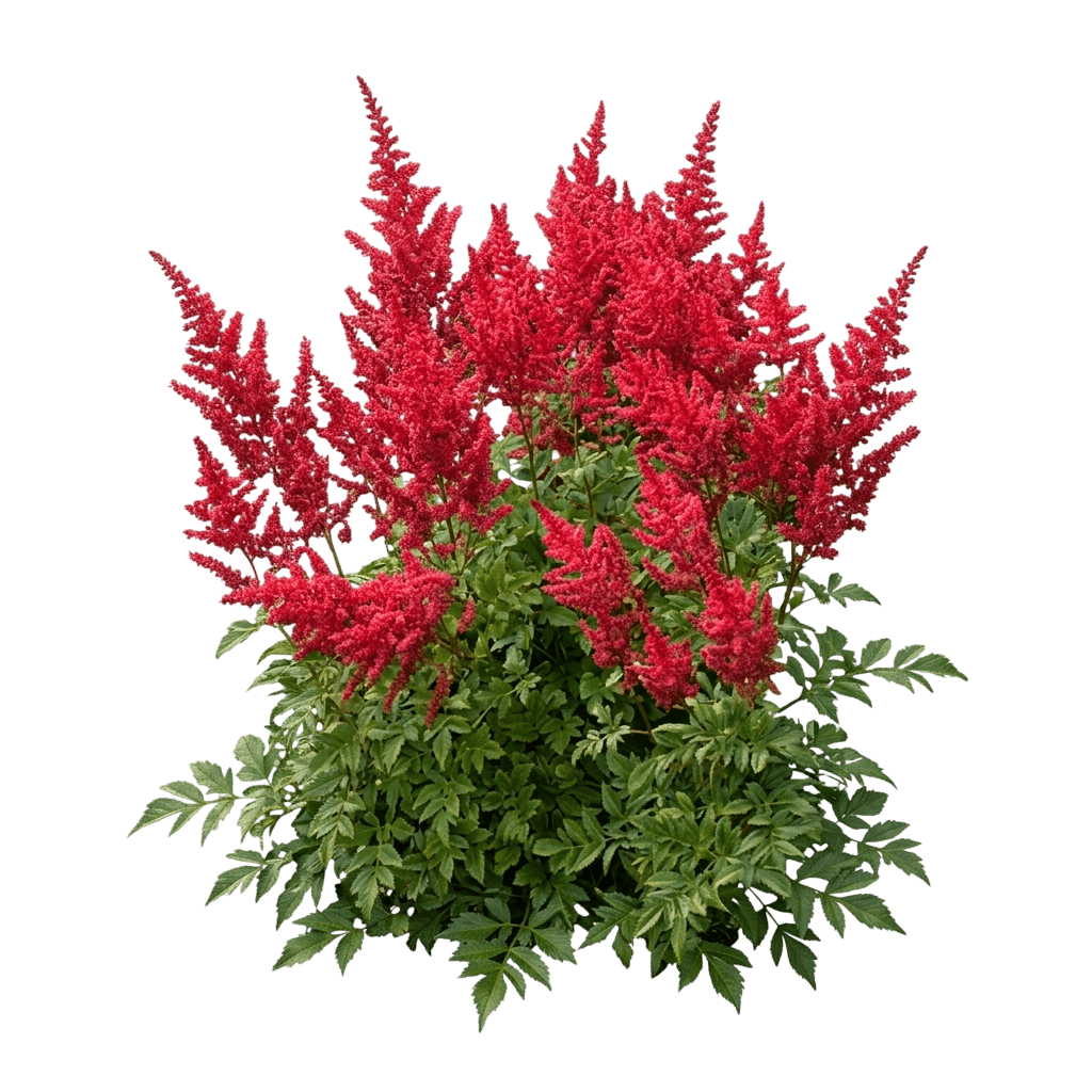 August Light Astilbe (Astilbe X Arendsii 'August Light') - Perennials