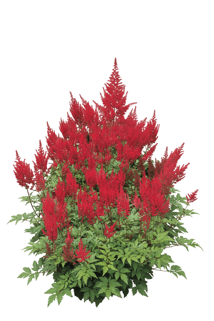 Red Sentinel Astilbe (Astilbe X Japonica 'Red Sentinel') - Perennials