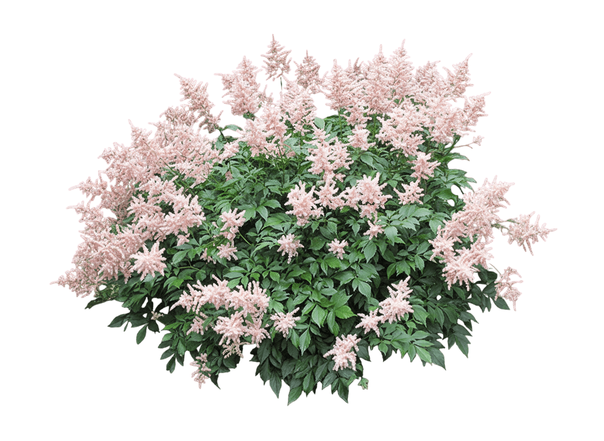 Peach Blossom Astilbe (Astilbe X Rosea 'Peach Blossom') - Perennials