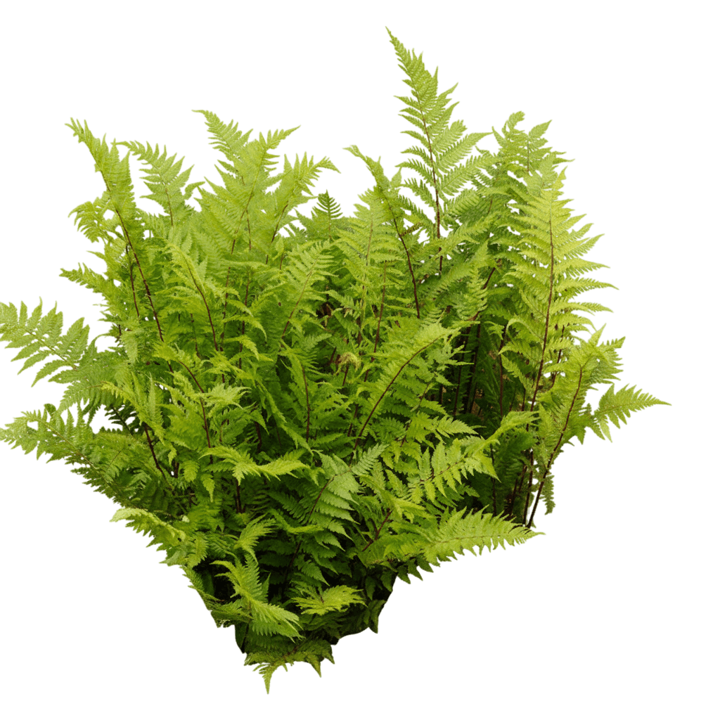 Red-Stemmed Lady Fern (Athyrium Filix-Femina 'Lady In Red') - Perennials
