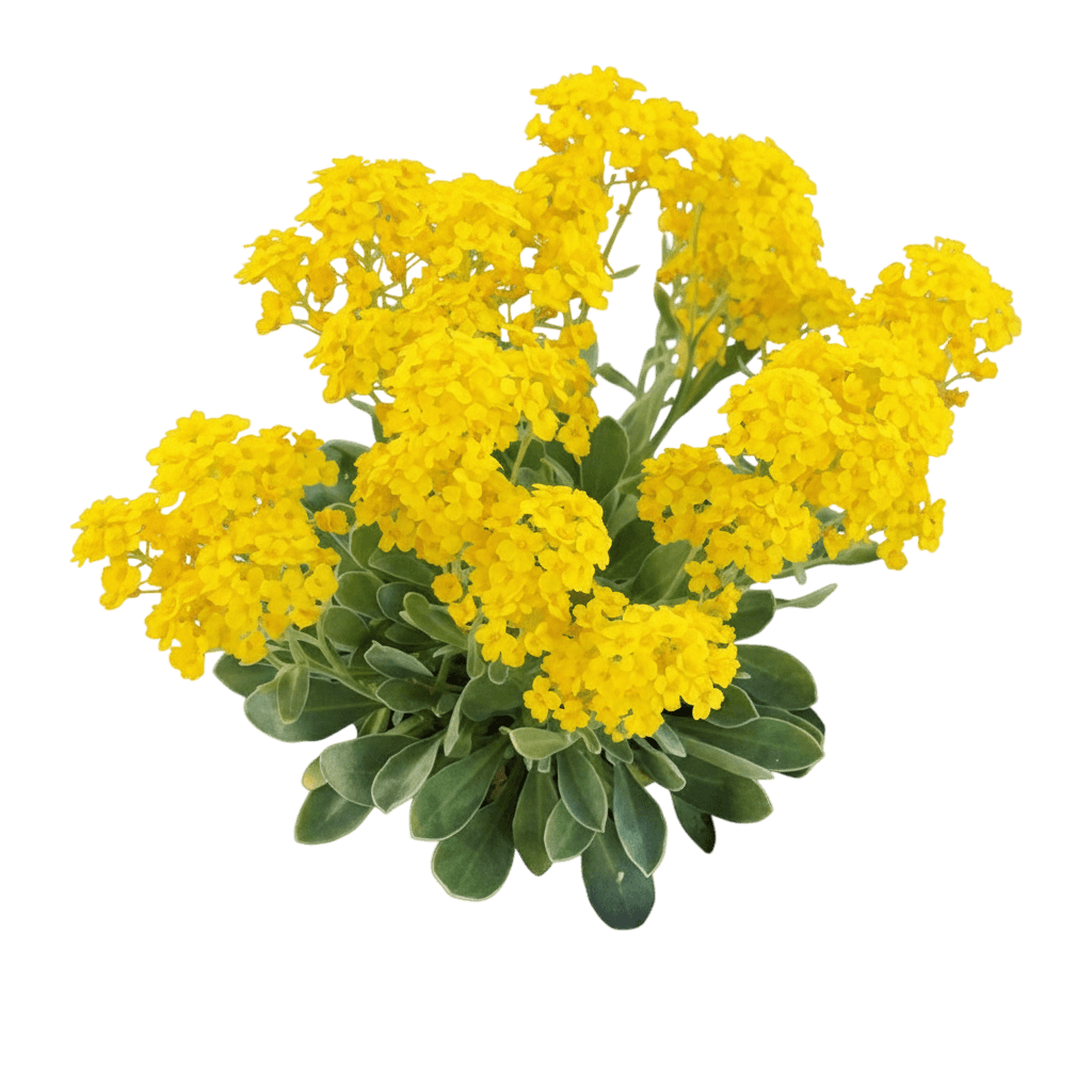 Alyssum, Summit™ Basket-Of-Gold (Aurinia Saxatilis 'Summit') - Ground Layers
