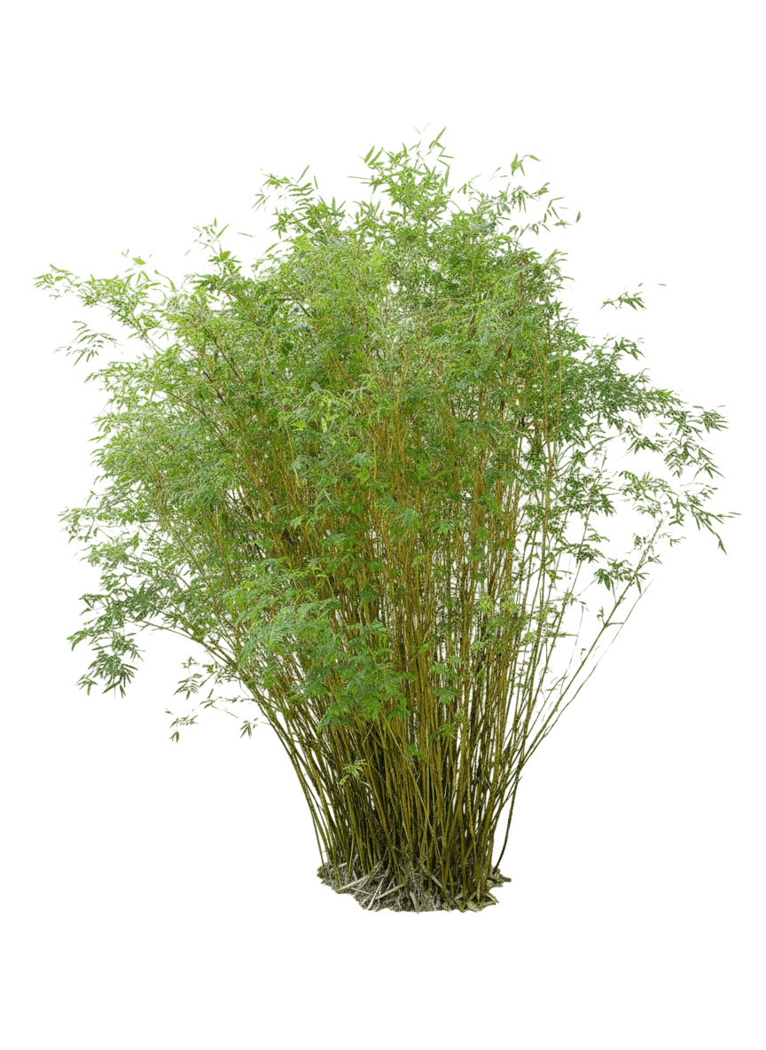 Fernleaf Multiplex Bamboo (Bambusa Multiplex 'Fernleaf') - Grasses