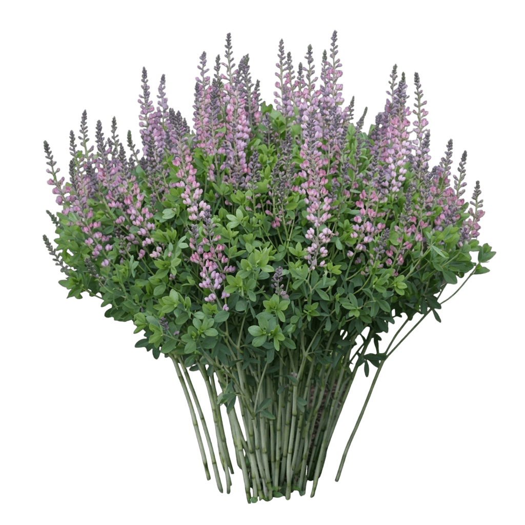 Grape Escape False Indigo (Baptisia 'Grape Escape') - Perennials