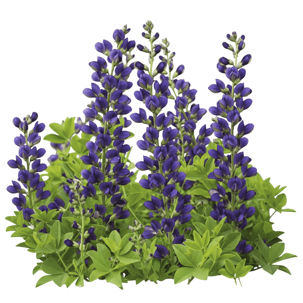 Blueberry Sundae False Indigo (Baptisia Decadence 'Blueberry Sundae') - Perennials