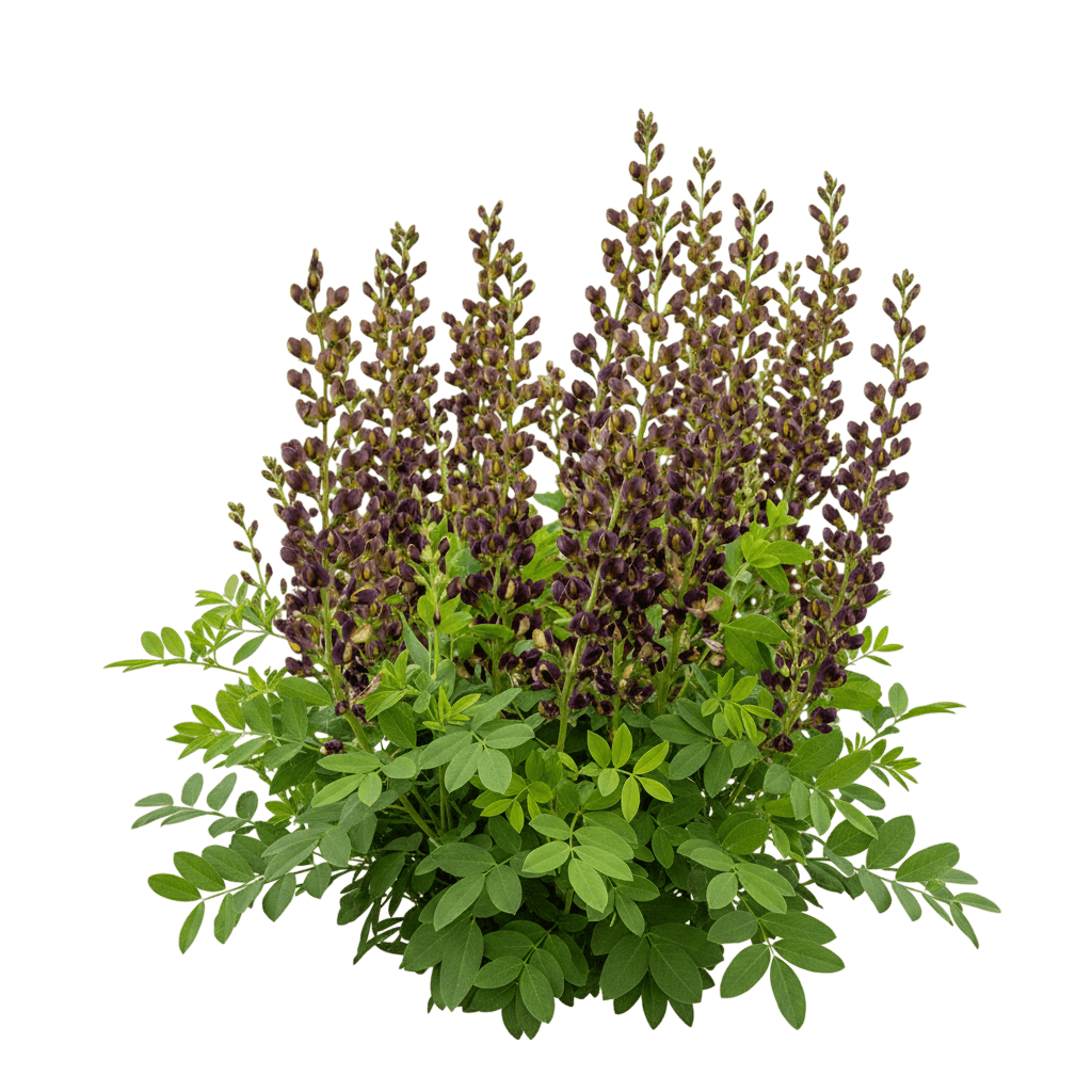 Dark Chocolate False Indigo (Baptisia Decadence 'Dark Chocolate') - Perennials