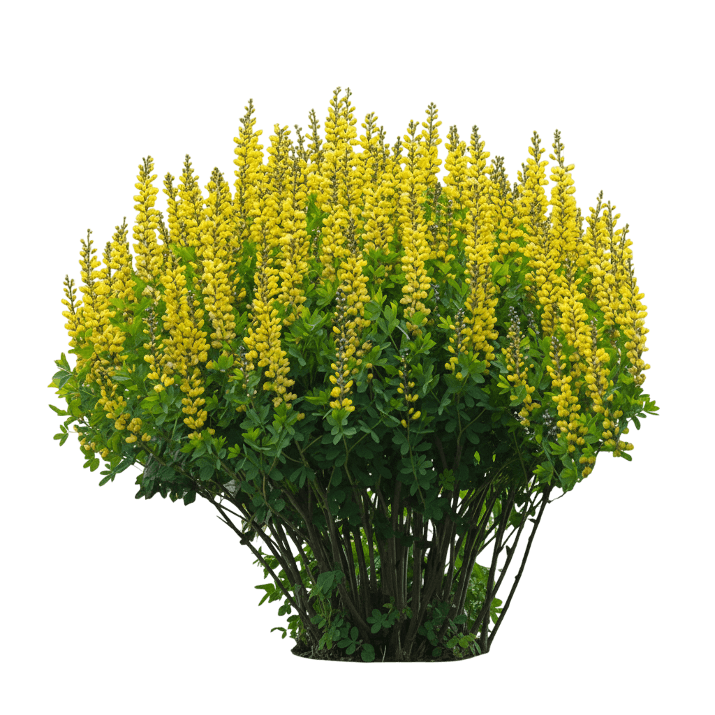 lemon meringue false indigo (Baptisia Decadence 'Lemon Meringue') - Perennials