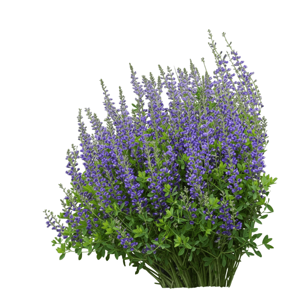 sparkling sapphires false indigo (Baptisia Decadence 'Sparkling Sapphires') - Perennials