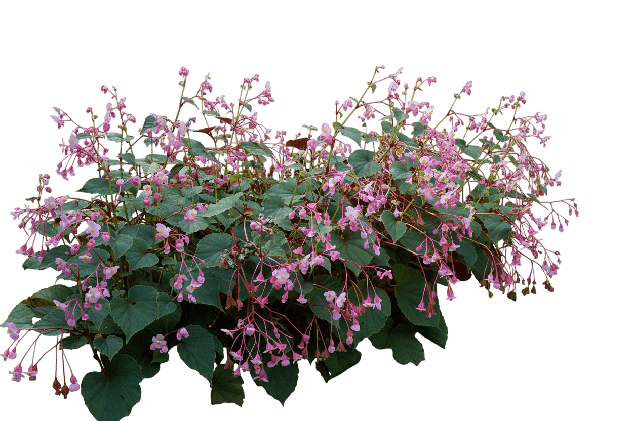 Hardy Begonia (Begonia Grandis) - Perennials