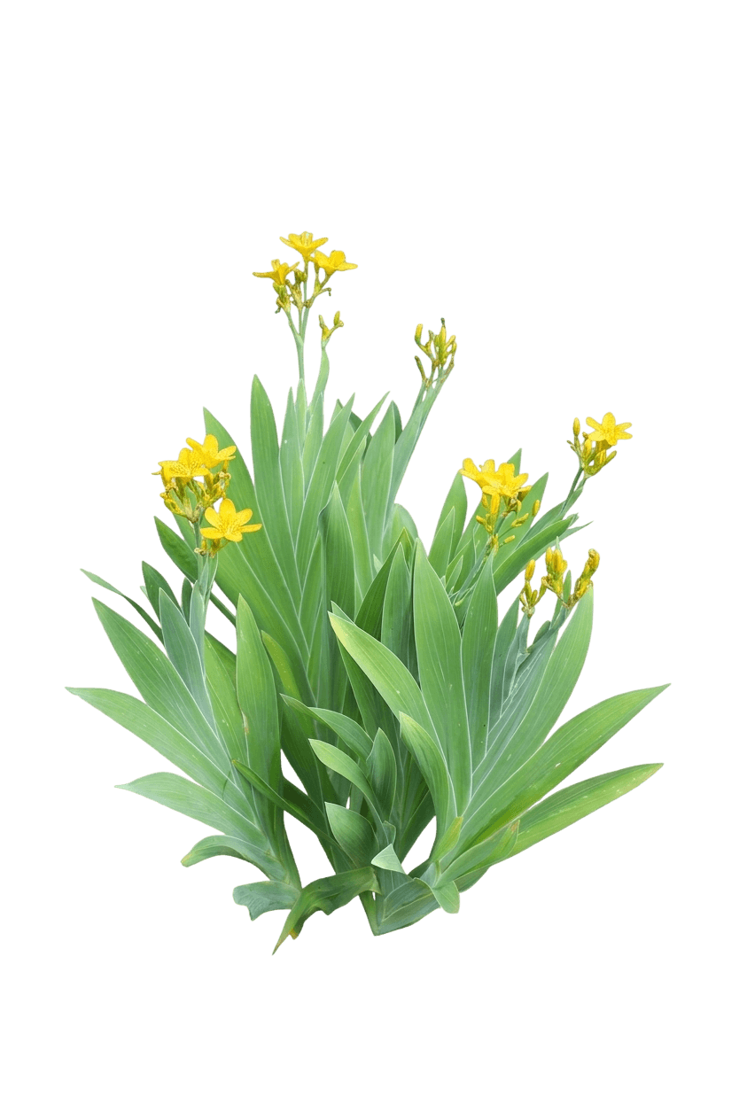 Hello Yellow Blackberry Lily (Belamcanda Chinensis 'Hello Yellow') - Perennials