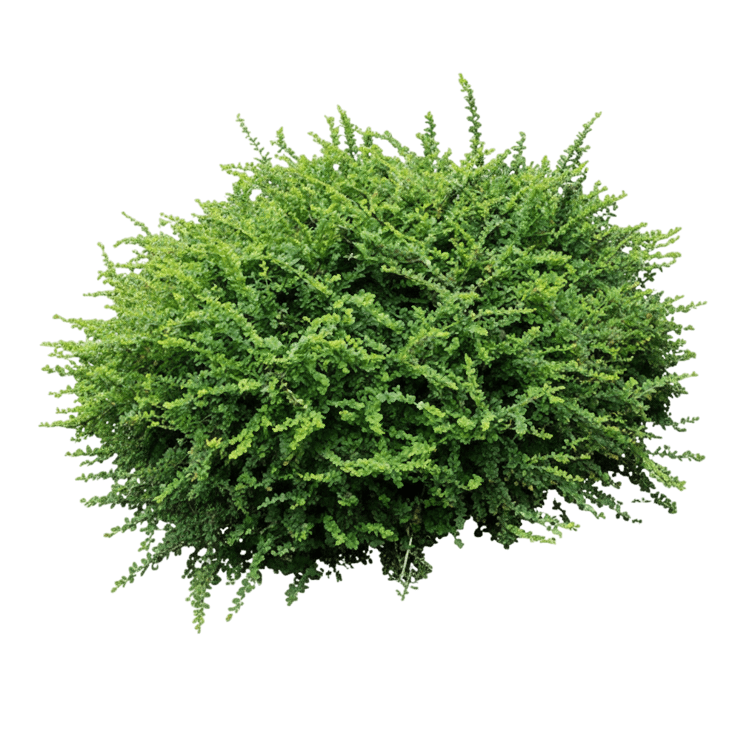 Barberry, Emerald Carousel® (Berberis 'Tara') - Ground Layers