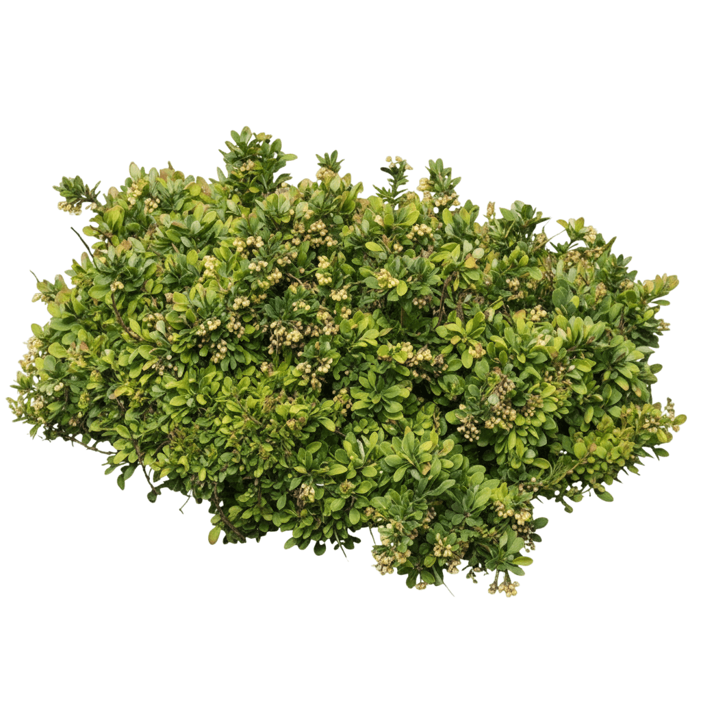 Barberry, Moscato (Berberis Thunbergii ‘Bailanna’) - Ground Layers