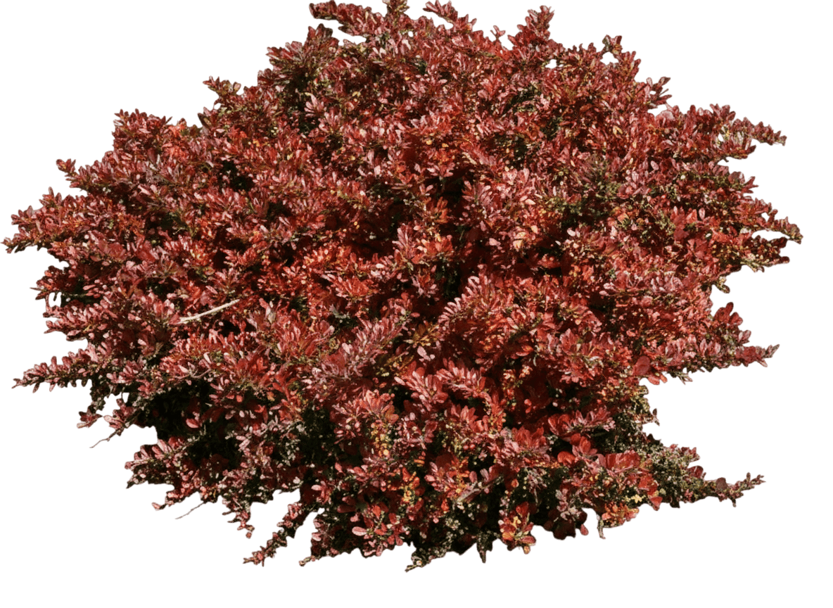 Barberry, Burgundy Carousel (Berberis Thunbergii ‘Bailtwo’) - Ground Layers