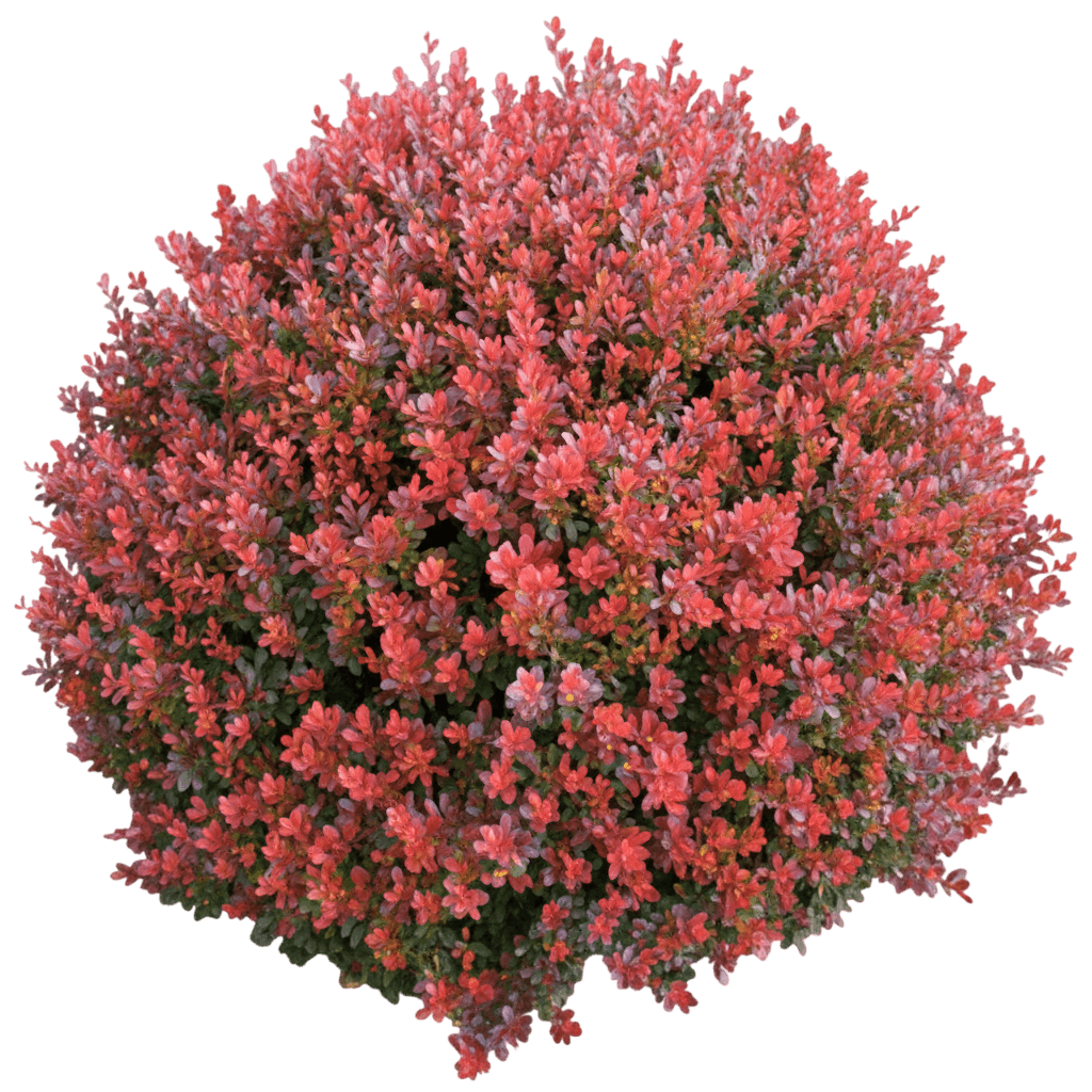 Barberry, Crimson Pygmy (Berberis Thunbergii ‘Crimson Pygmy’) - Ground Layers