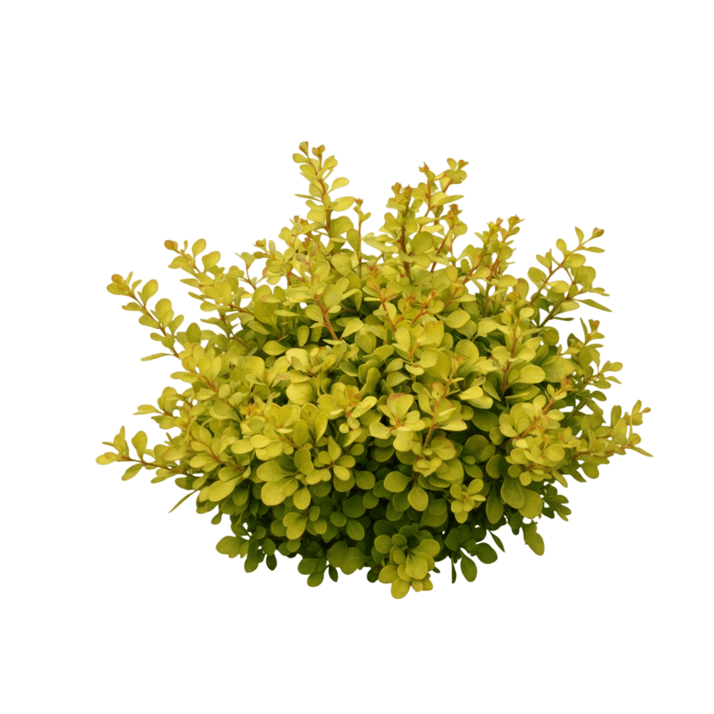Barberry, Golden Devine (Berberis Thunbergii ‘Golden Devine’) - Ground Layers