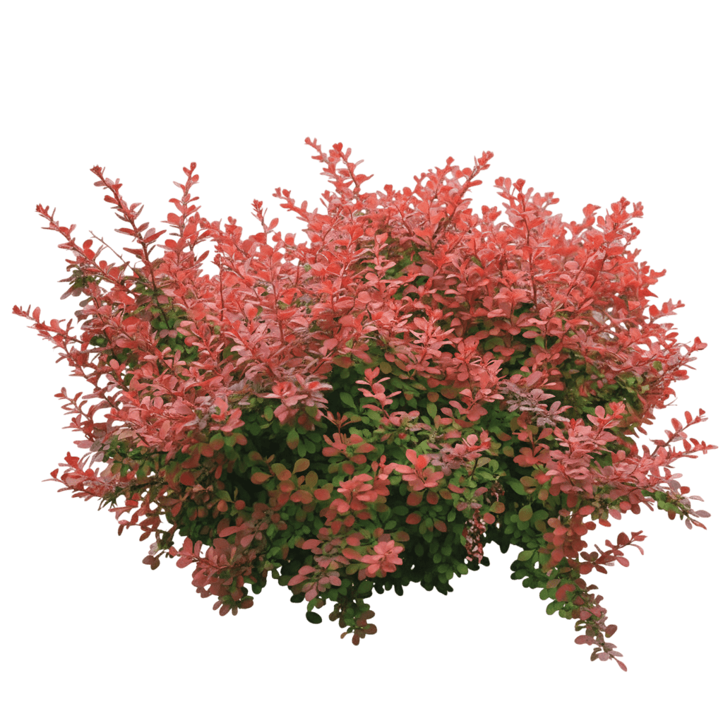 Barberry, Sunjoy Cinnamon (Berberis Thunbergii ‘Sunjoy Cinnamon’) - Ground Layers