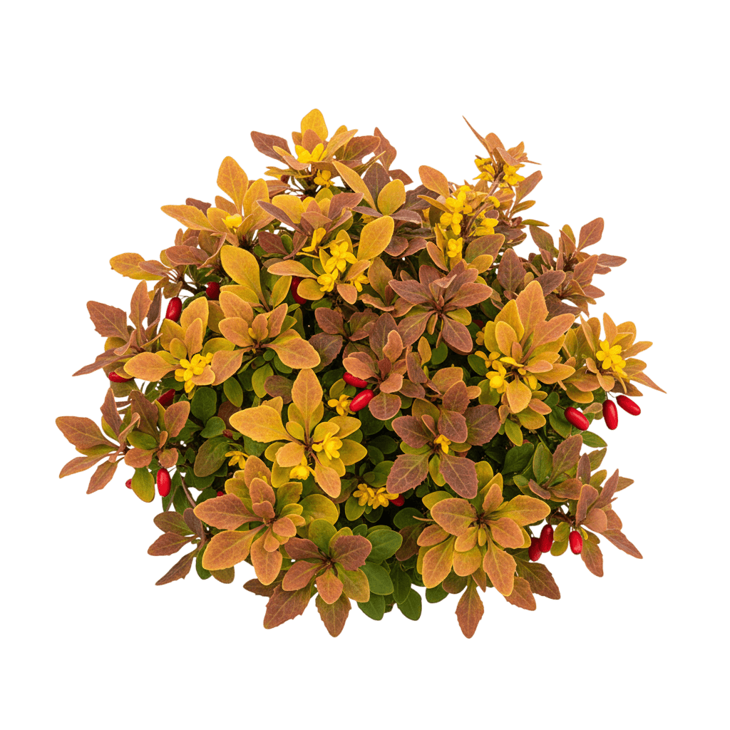 Barberry, Sunjoy Todo (Berberis Thunbergii 14805 'Sunjoy Todo') - Ground Layers