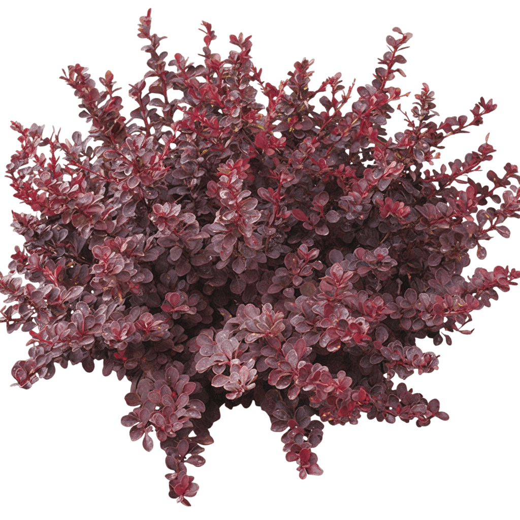 Admiration Barberry (Berberis Thunbergii 'Admiration') - Ground Layers
