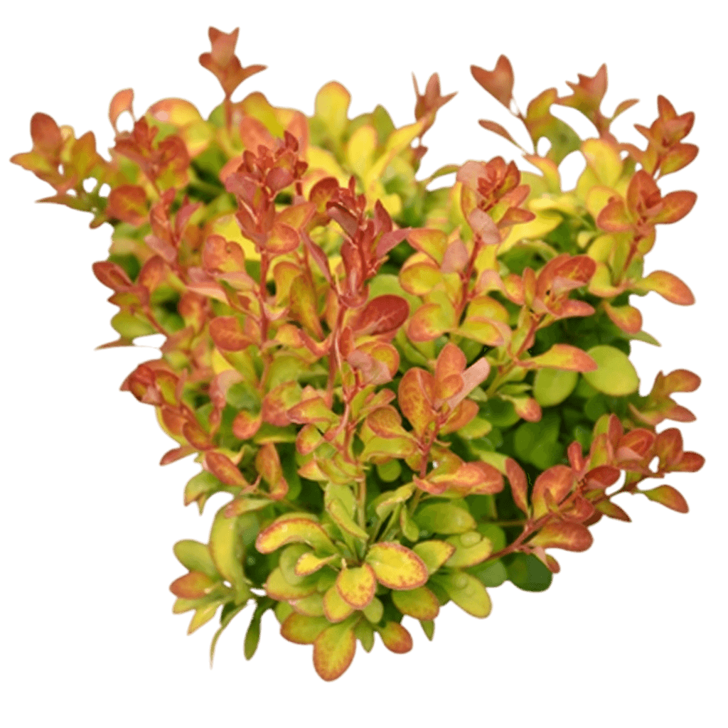 Barberry, Limoncello™ (Berberis Thunbergii 'Bailerin') - Ground Layers