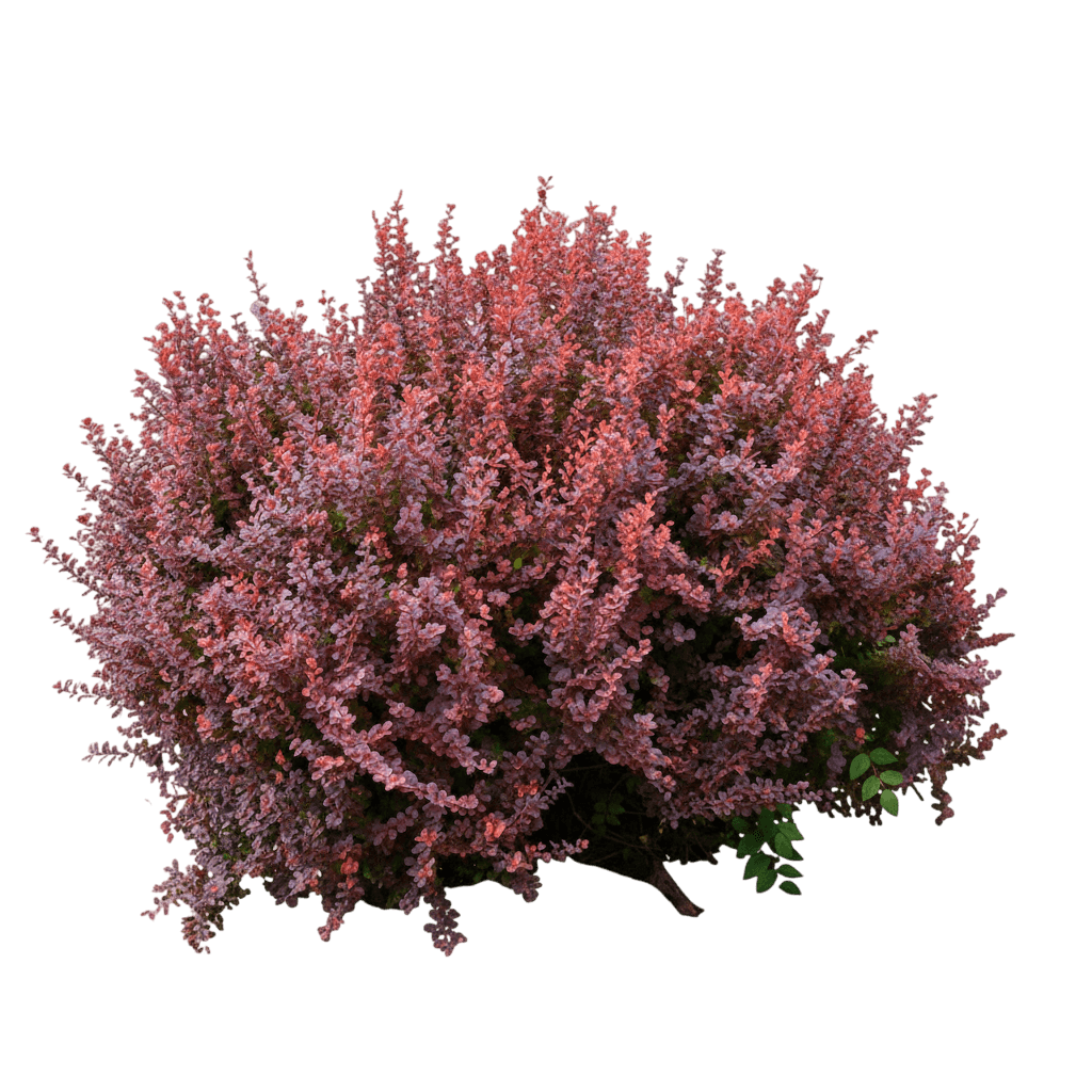 Barberry, Ruby Carousel® (Berberis Thunbergii 'Bailone') - Ground Layers