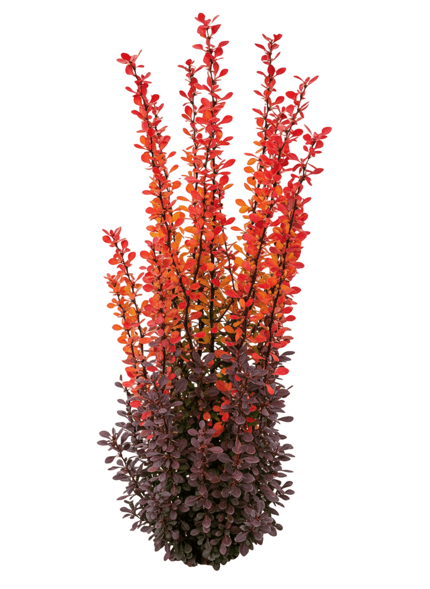 Barberry, Helmond Pillar (Berberis Thunbergii 'Helmond Pillar') - Ground Layers