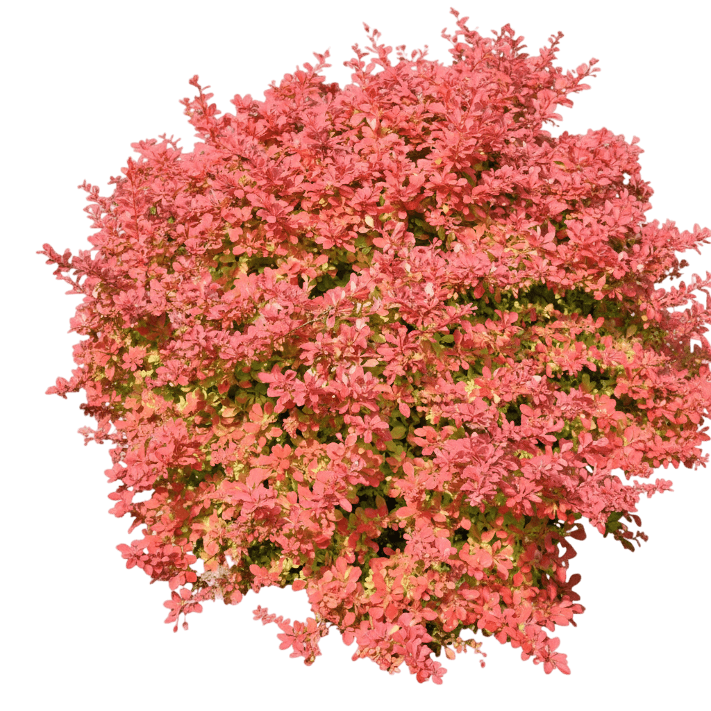 Sunjoy® Neo Barberry (Berberis Thunbergii Sunjoy Neo 'Ncbt2') - Ground Layers
