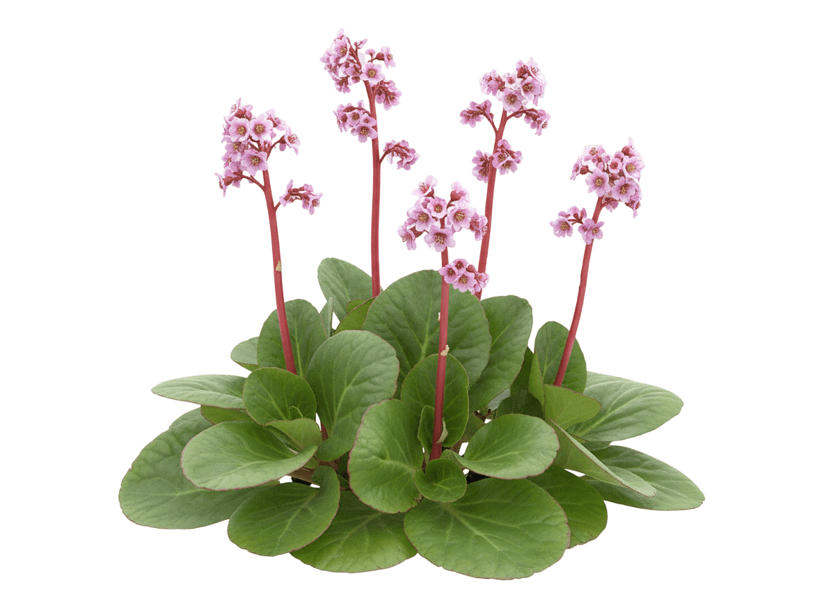 Dragonfly Sakura Bergenia (Bergenia 'Dragonfly™ Sakura') - Perennials