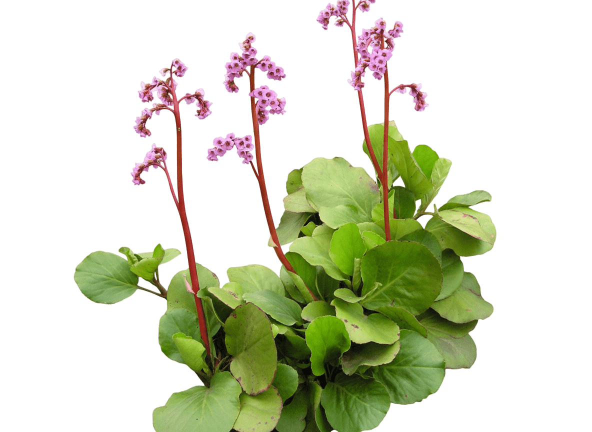 Dragonfly Pink Bergenia (Bergenia 'Pink Dragonfly') - Perennials