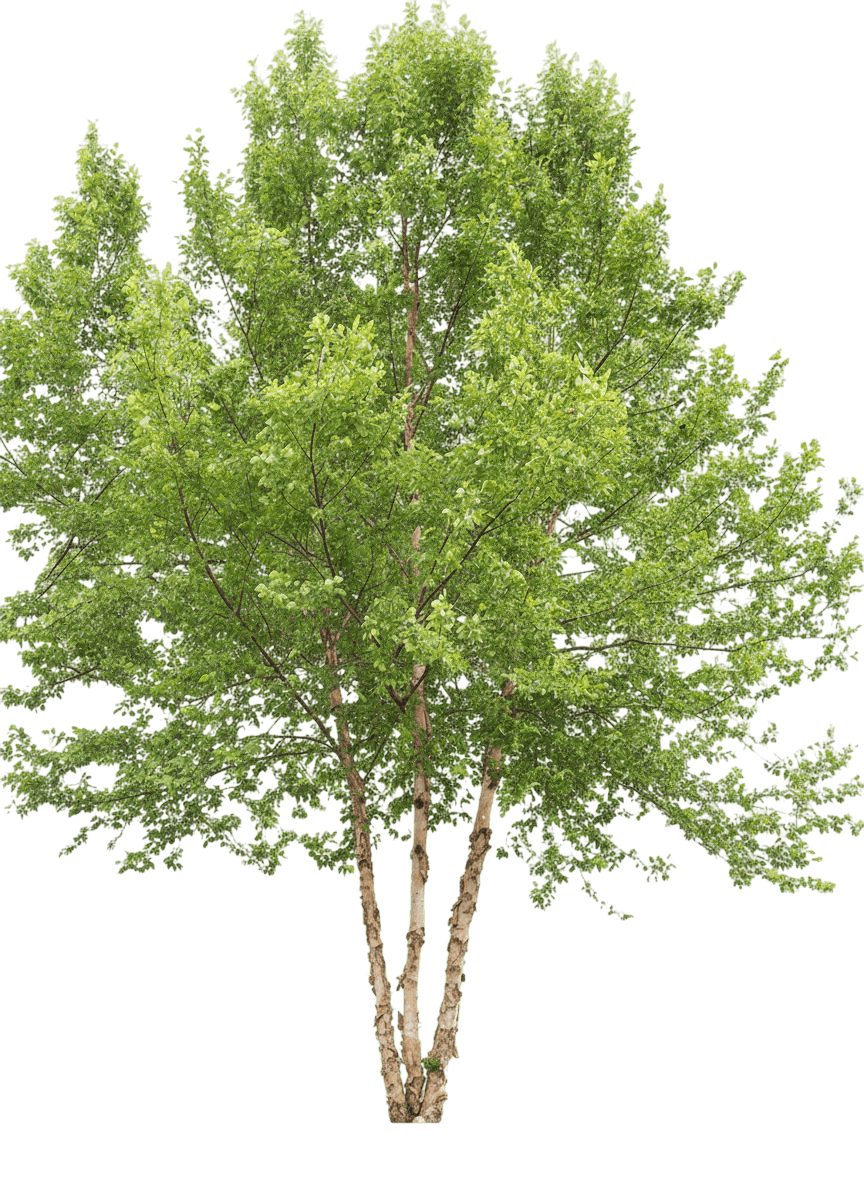 Dura Heat River Birch Clump (Betula Nigra Dura Heat 'Moonshine') - Shade Trees