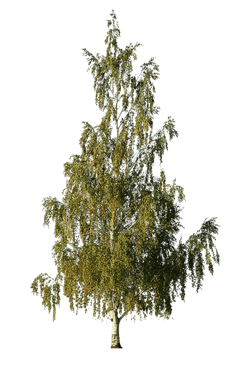 Birch, Cutleaf Weeping (Betula Pendula ‘Dalecarlica’) - Shade Trees