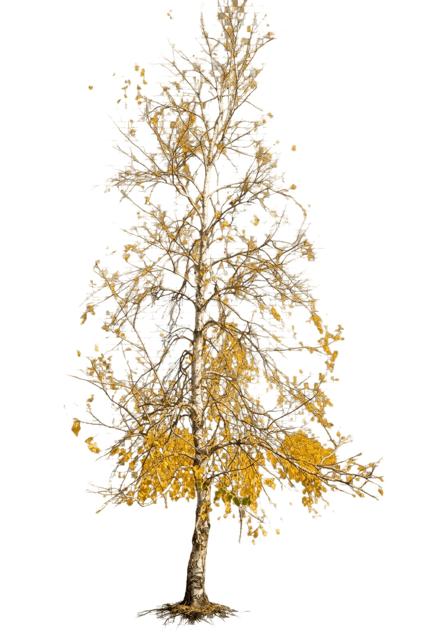 Whitespire Birch (Betula Populifolia 'Whitespire') - Shade Trees