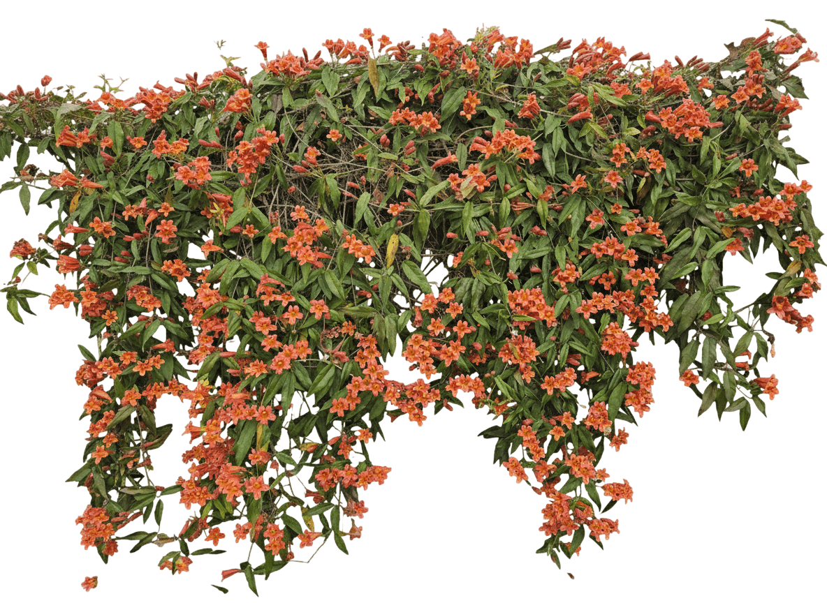 Tangerine Beauty Crossvine (Bignonia Capreolata 'Tangerine Beauty') - Perennials