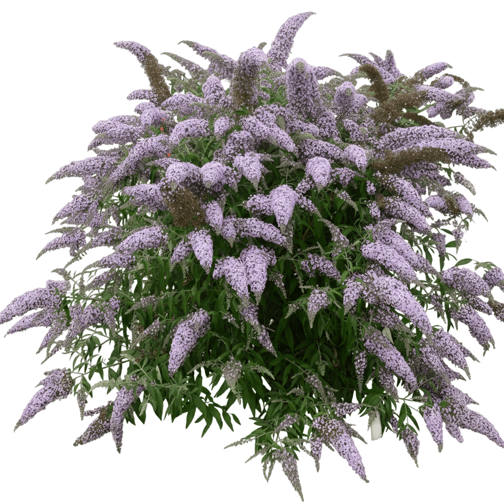 Blueberry Pie™ Butterfly Bush (Buddleia) - Ground Layers