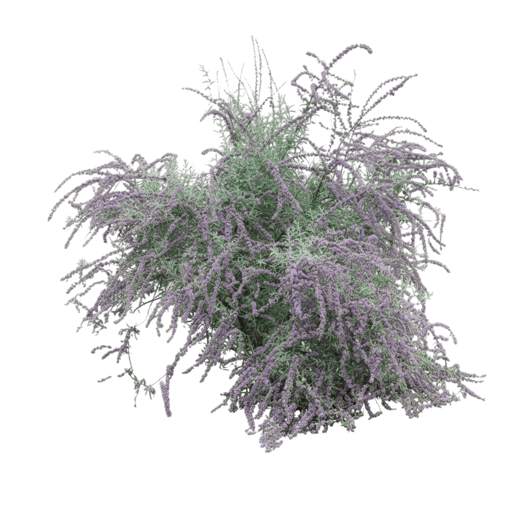 Butterfly Bush, Silver Fountain (Buddleia Alternifolia ‘Argentea’) - Ground Layers