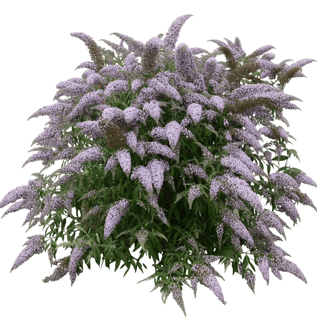 Grand Cascade Butterfly Bush (Buddleia 'Grand Cascade') - Ground Layers