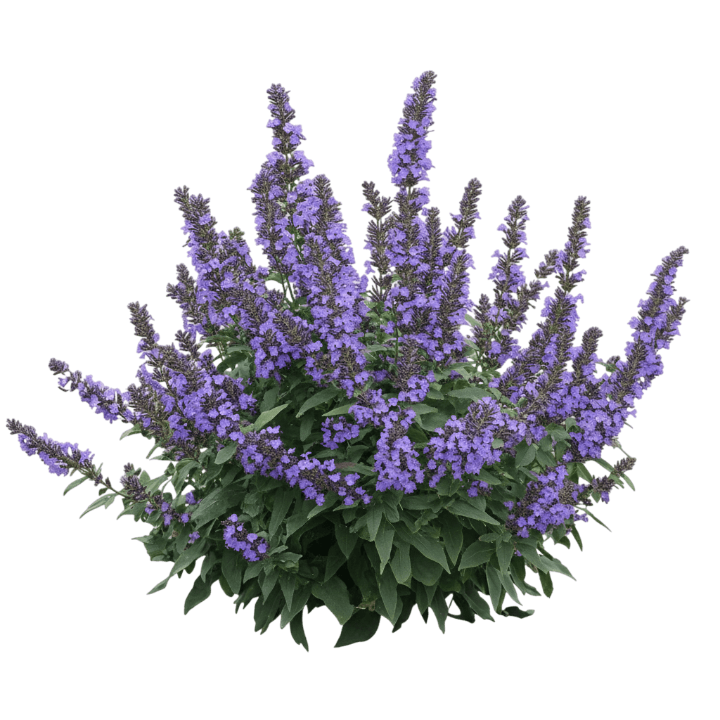 Butterfly Bush, Blue (Buddleia Davidii ‘Blue’) - Ground Layers