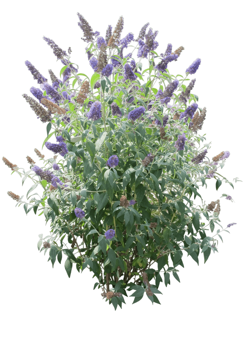 Butterfly Bush, Ellen'S Blue (Buddleia Davidii ‘Ellen’S Blue’) - Ground Layers