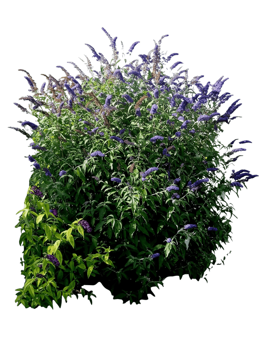 Butterfly Bush, Nanho Blue (Buddleia Davidii ‘Nanho Blue’) - Ground Layers