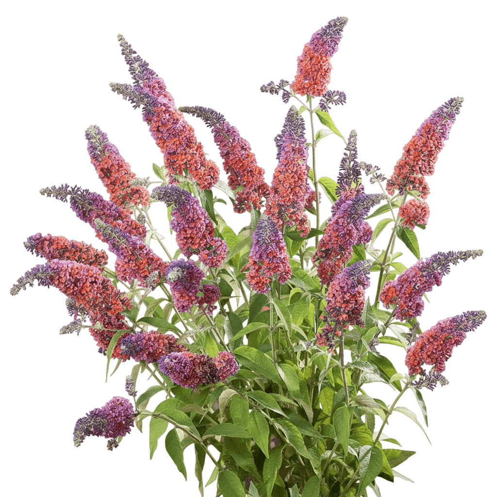 Butterfly Bush, 'Bi-Color' (Buddleia Davidii 'Bi-Color') - Ground Layers