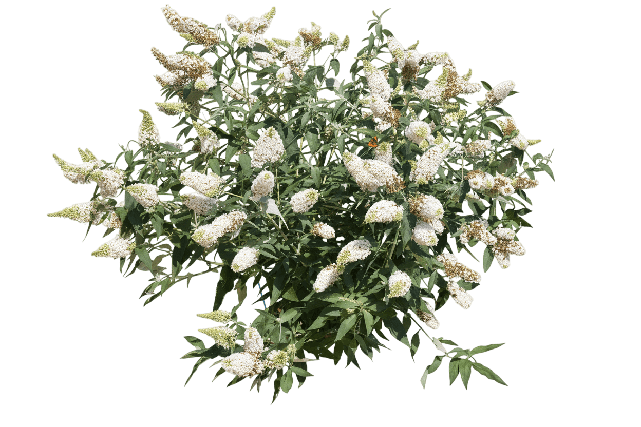 Buzz Ivory Butterfly Bush (Buddleia Davidii 'Buzz Ivory') - Ground Layers