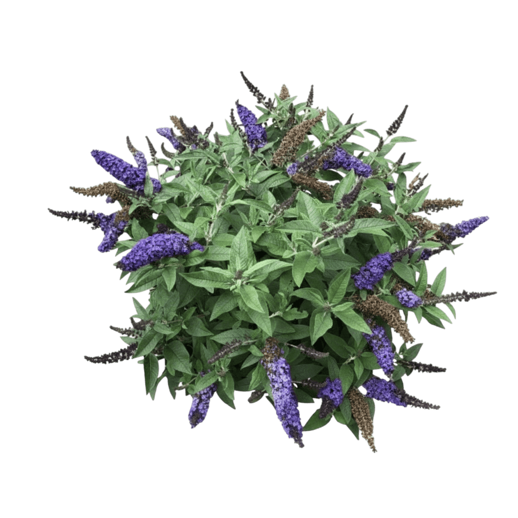 Butterfly Bush, Dwarf Purple (Buddleia Davidii 'Dwarf Purple') - Ground Layers