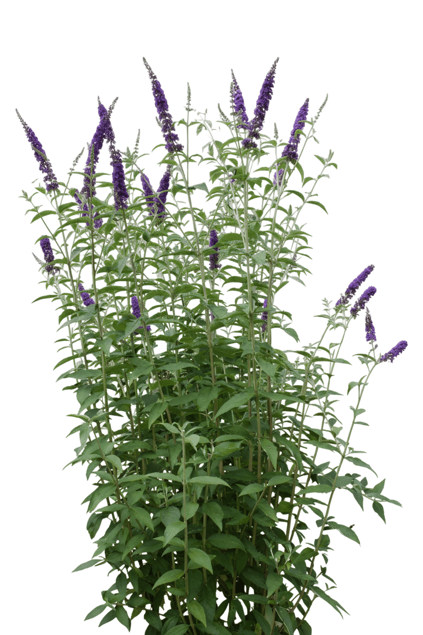 Butterfly Bush, Empire Blue (Buddleia Davidii 'Empire Blue') - Ground Layers