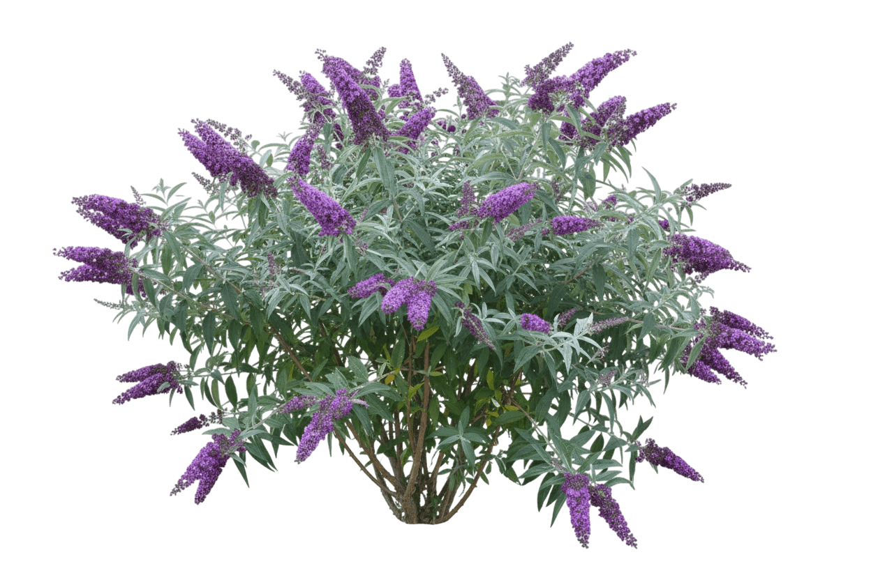 Butterfly Bush, Nanho Purple (Buddleia Davidii 'Nanho Purple') - Ground Layers