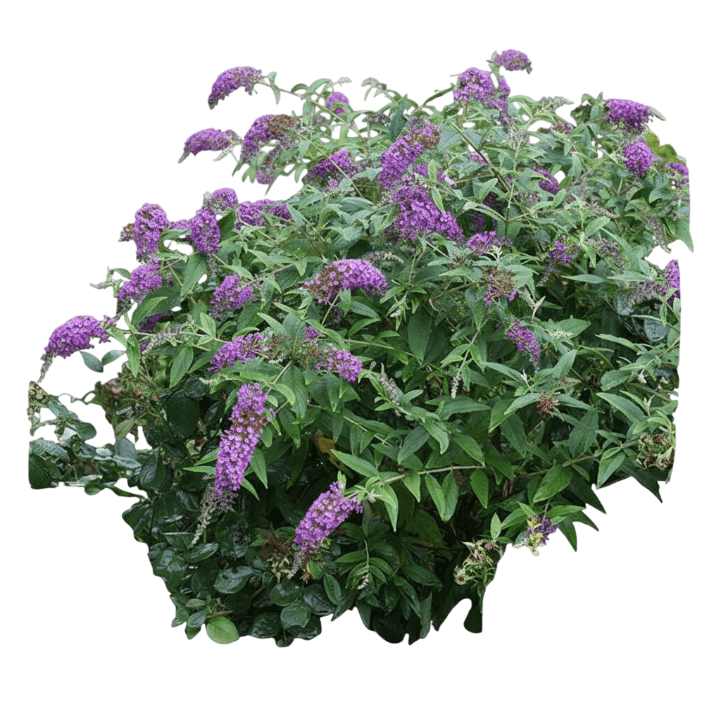 Butterfly Bush, Purple (Buddleia Davidii 'Purple') - Ground Layers