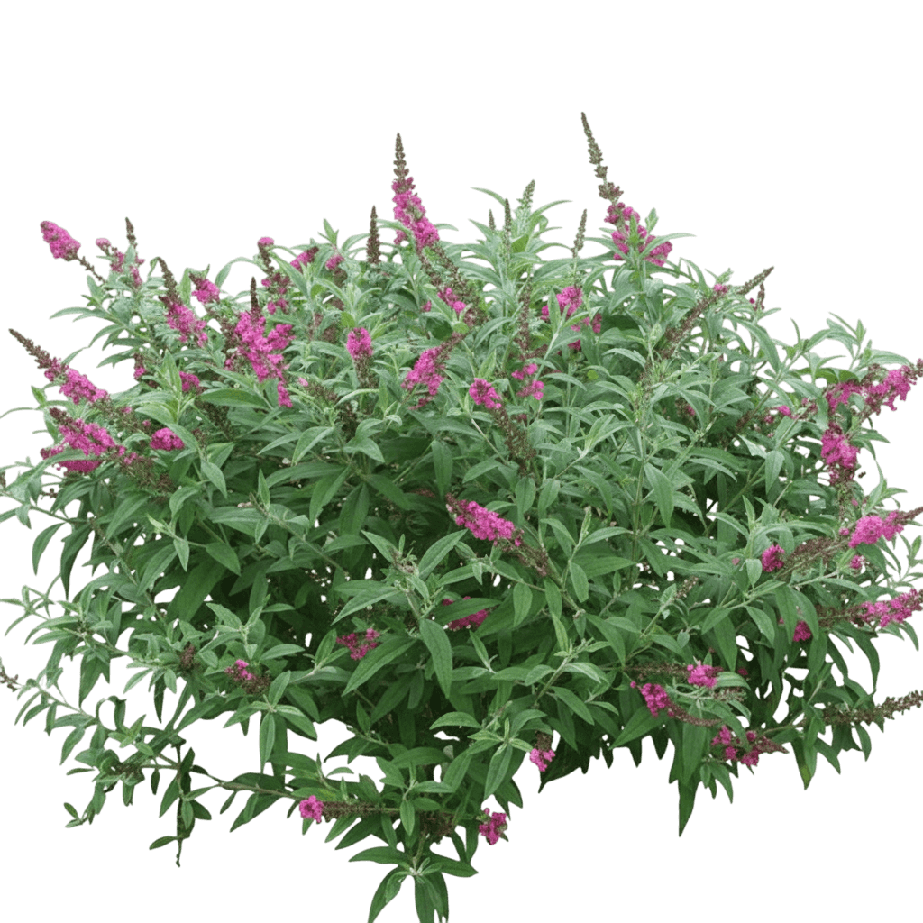 Butterfly Bush, Miss Ruby (Buddleia Davidii Uspp 19950 'Miss Ruby') - Ground Layers